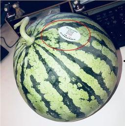 柯桥网红吃瓜,揭秘幕后故事与热门话题