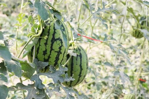 吃大瓜网红区,揭秘网红区“吃大瓜”背后的秘密与魅力