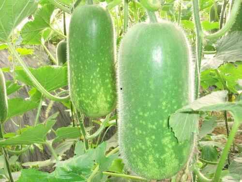 718吃瓜网李津瑜,718吃瓜网背后的神秘力量揭秘